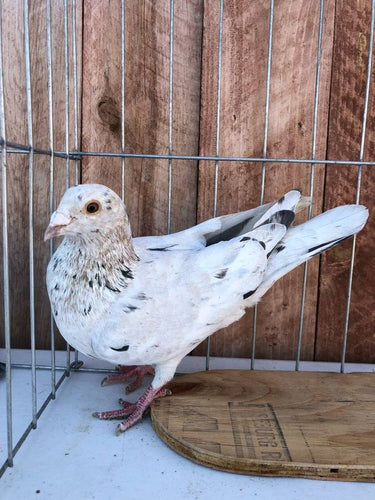 Featured Flock