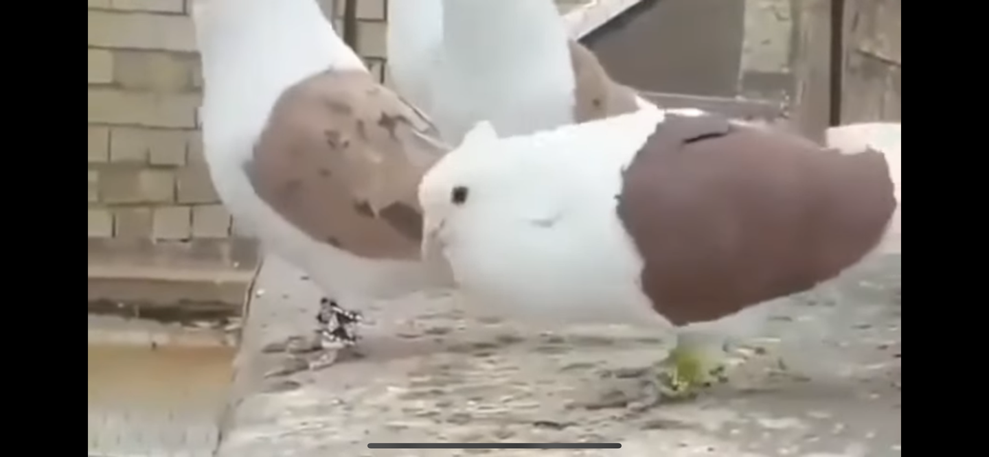 Posht dar