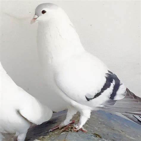 Afghan Pigeon 11