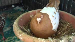 Afghan Pigeon 2