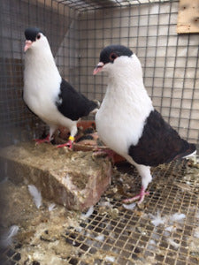 Afghan Pigeon 3 (Pair)
