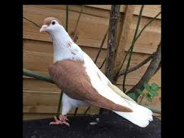 Afghan Pigeon 4