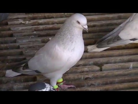 Afghan Pigeon 5