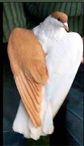 Afghan Pigeon 6