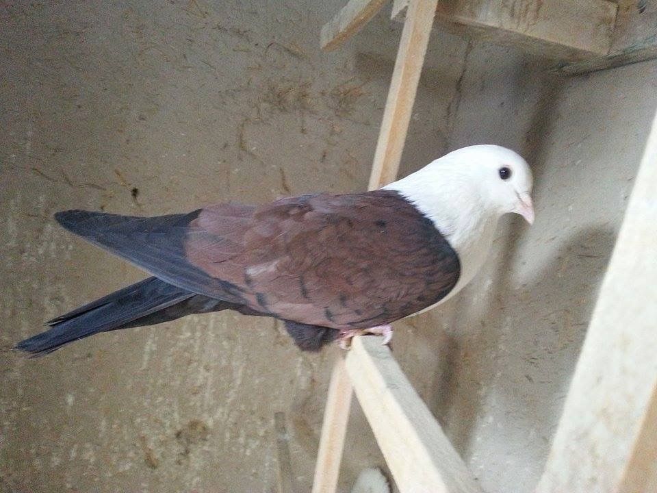 Afghan Pigeon 7