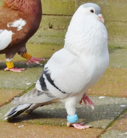 Afghan Pigeon 8