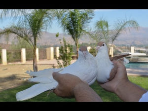 Afghan Pigeon 9 Breeding pair