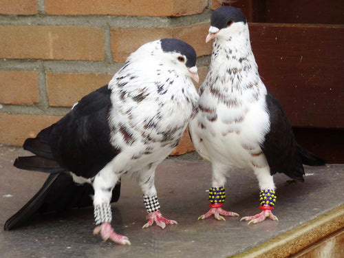 Afghan Pigeon 9 (Pair)