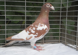 Belgium Racer 4