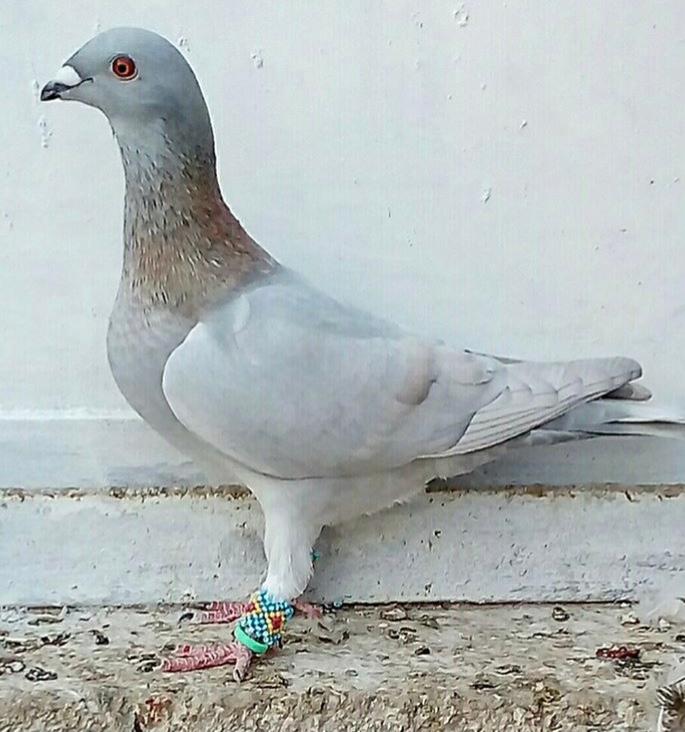 Belgium Racer 7
