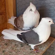 Iranian High Flyer 2 Breeding Pair