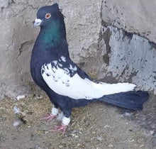Load image into Gallery viewer, Iranian High Flyer 5
