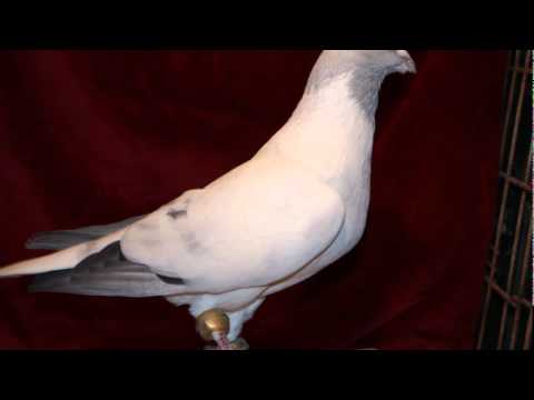 Afghan Pigeon 15